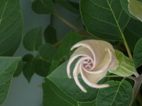 Thumbnail image for wiernik moonflower.JPG